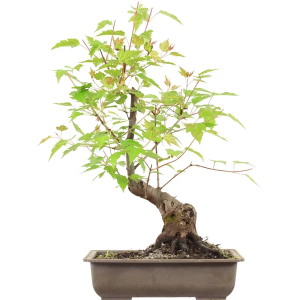 Amur maple, Bonsai, 18 years, 50cm