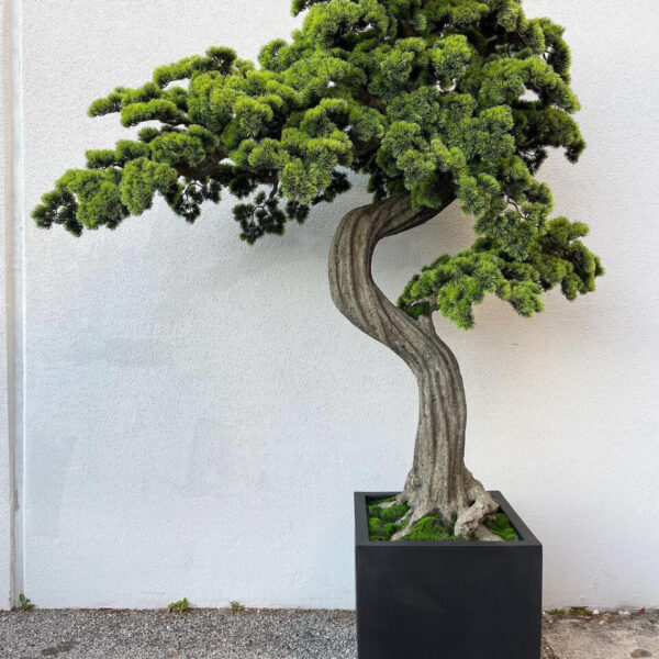 Oversized Bonsai tree in Block M Planter