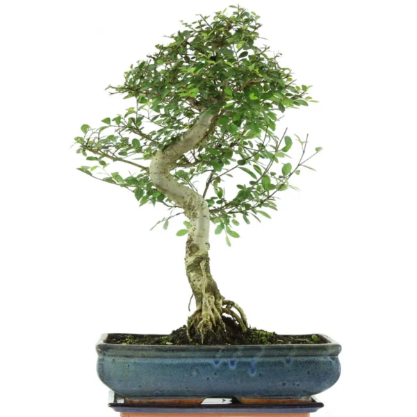 Chinese elm, Bonsai, 14 years, 46cm