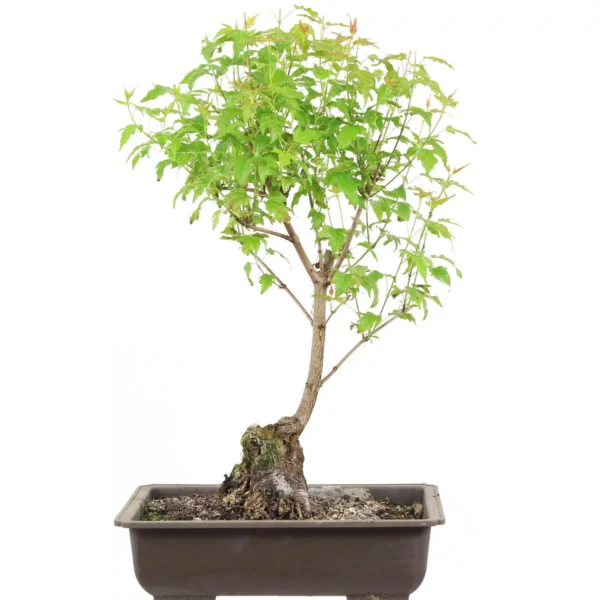 Amur maple, Bonsai, 18 years, 52cm
