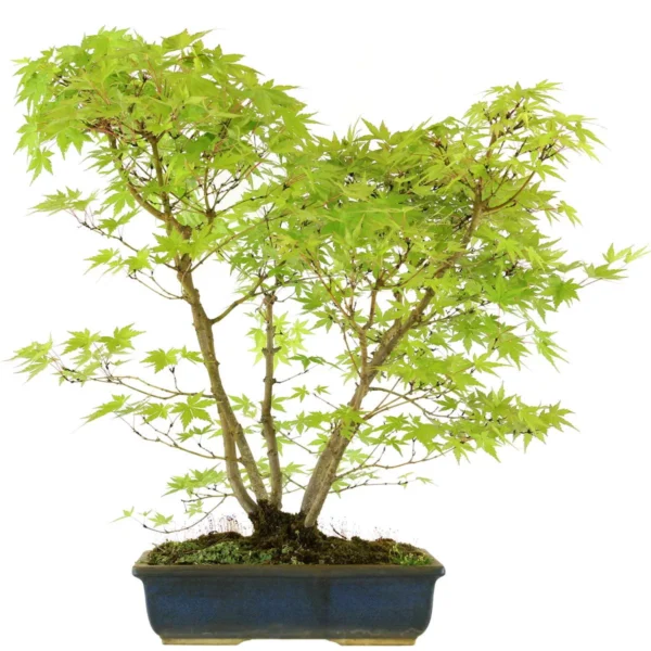 Japanese maple, Bonsai, 18 years, 65cm