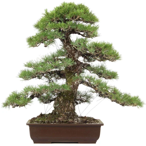 Japanese black pine, Bonsai, 50 years, 87cm