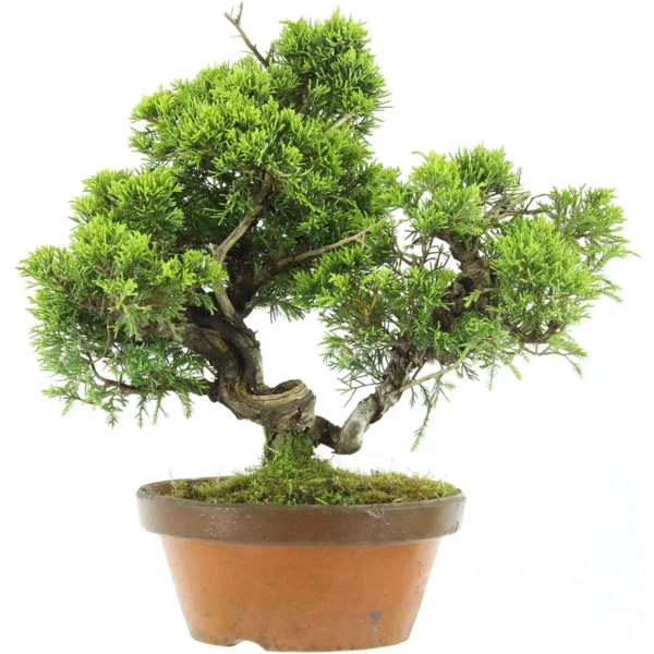 Chinese Juniper Kaizuka, Prebonsai, 20 years, 37cm
